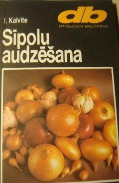 Sīpolu audzēšana