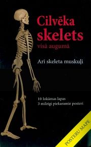 Cilvēka skelets visā augumā