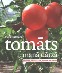 Tomāts manā dārzā
