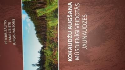 Kokaudžu augšana mūsdienīgi veidotās jaunaudzēs