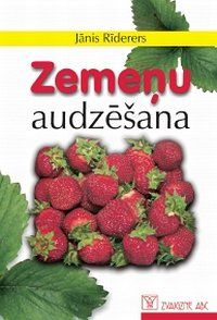 Zemeņu audzēšana