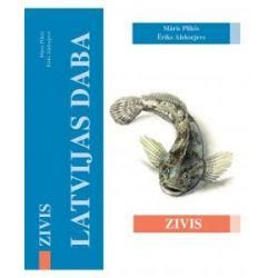 Zivis