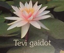 Tevi gaidot
