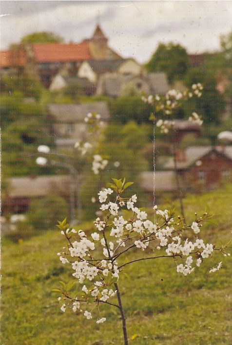 Ziedošais ķiršu dārzs.Tukuma Imants