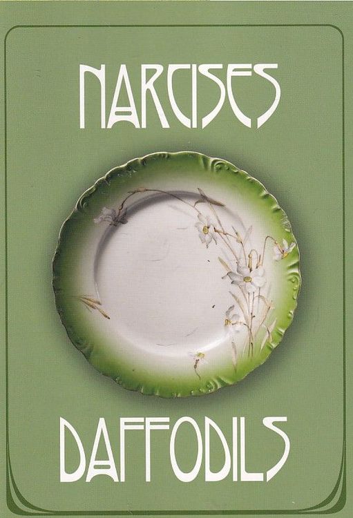 Narcises Daffodils