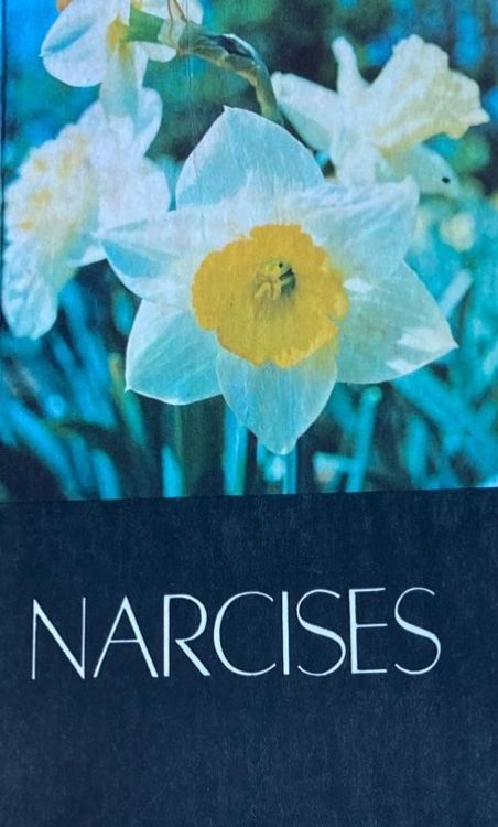 Narcises