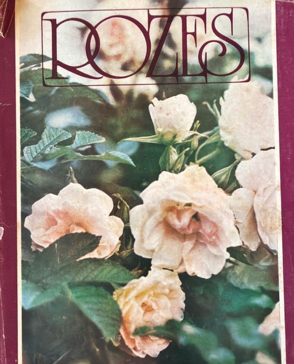 Rozes