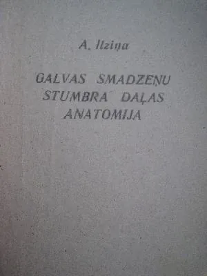 Galvas smadzeņu stumbra daļas anatomija