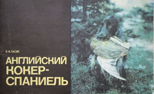  Английский кокер-спаниель