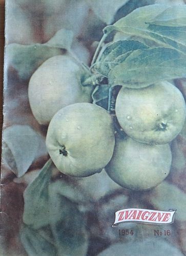 Zvaigzne Nr. 16 1954