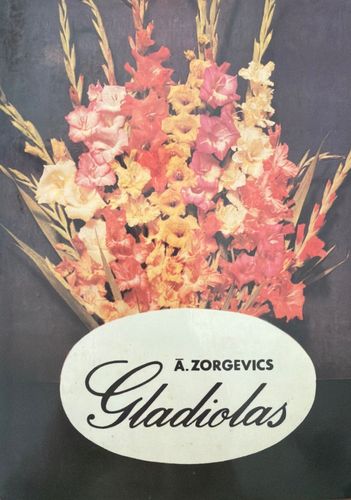 Gladiolas