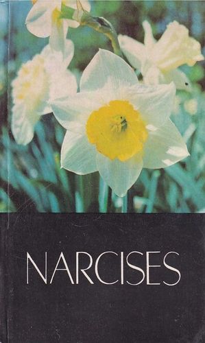 Narcises