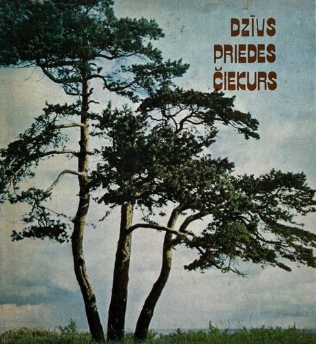 Dzīvs priedes čiekurs